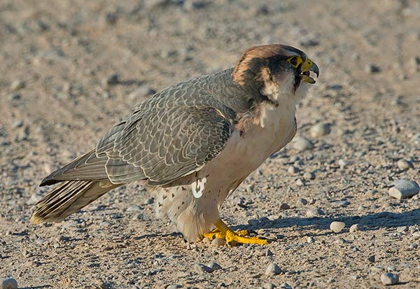 Lanner Falcon on the ground eating grit
